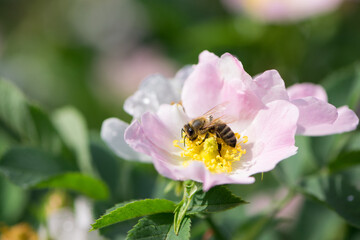 a bee collects pollen from a rosehip flower. Honey bee Apis Mellifera collects nectar on a pink bush rose flower close-up. Delicate flowers on a green background. summer season. macro