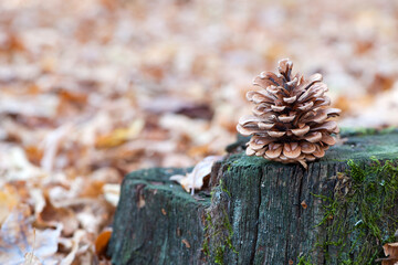 pine cone with a Christmas tree on a stump. pine cone on stump in the pine tree forest. macro photo, space for text. natural background, autumn time, close-up. old stump, green moss.