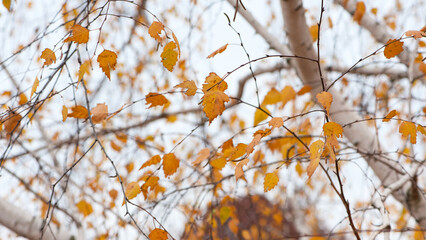 autumn birch leaves. beautiful autumn background. dry leaves. Birch trunk and leaves in autumn. in a park or forest. nature, season. selective focus. natural autumn background