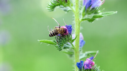 A bee collects honey on blue flowers on nature. macro photo of insects. delicate meadow flower. european honey bee. pollination of plants in nature. spring time