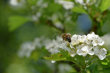bee on a flowering tree. honey bees pollinating white blossoms of a pear tree, close up, macro shot of collecting bees. insect in nature, spring season. bee on the flowers of the orchard
