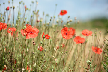 poppy flowers. natural background. Close-up of tender red field poppy Papaver rhoeas. wildflowers naturally growing in the meadow. beautiful delicate red poppy flowers