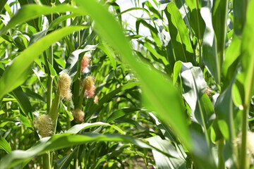 ears of corn and green leaves on a field background close-up. Corn farm. A selective focus picture of corn cob in organic corn field. concept of good harvest, agricultural, place for text