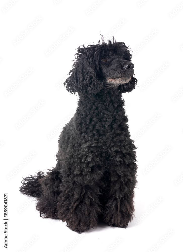 Canvas Prints poodle in studio