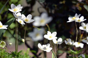 Anemone sylvestris. delicate flowers in the garden, in the flowerbed. floral background. beautiful delicate Anemone sylvestris. white flowers on a natural background. close-up. sunlight. spring season