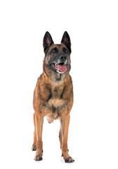 malinois in studio