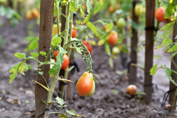 red ripe tomato. plant with green leaves. growing on a vegetable farm. growing in a garden, in a greenhouse. delicious tomato. close-up, ripe vegetable, vegetarian food. greenhouse plant in the garden