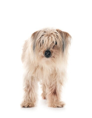 Pyrenean Sheepdog in studio