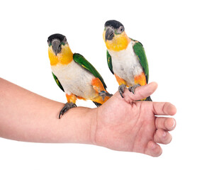 Black-headed parrot in studio