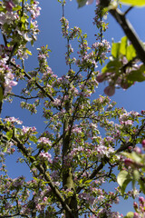 Beautiful pink apple blossoms on a blue sky background