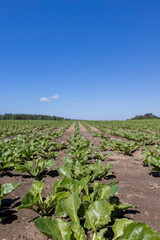 a field with white beetroot for the production of white beet sugar