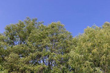 deciduous trees in windy weather in swaying foliage