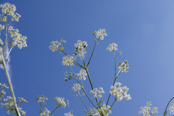 weeds blooming with white flowers against a blue sky