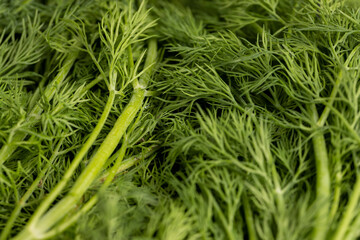a large amount of green dill to add as spices