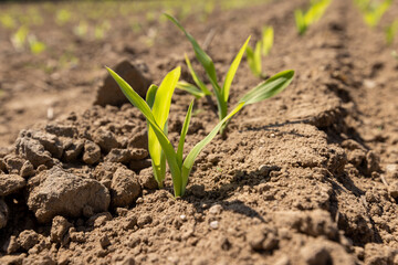corn sprouts in sunny spring weather
