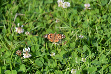 ヒメアカタテハ