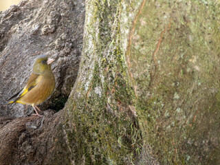 木にとまるカワラヒワ