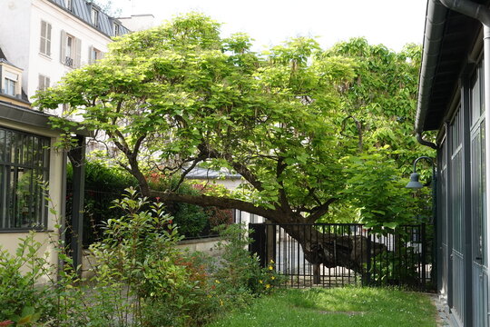 Vieux Catalpa dans une cour Parisienne