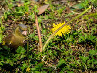 たんぽぽとカワラヒワ