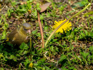 たんぽぽとカワラヒワ