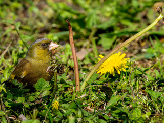 たんぽぽとカワラヒワ