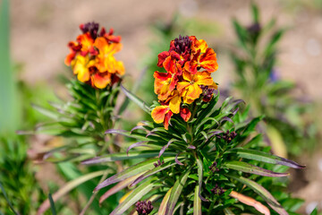 Small orange and red blooms and flowers of wallflower or Erysimum cheiri plant and green leaves in a garden in a sunny spring day, beautiful outdoor floral background photographed with soft focus.