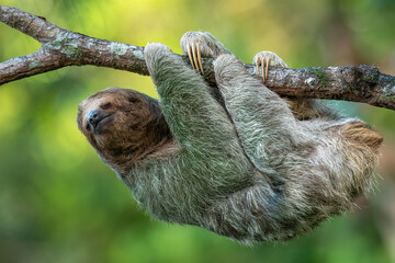 Brown-throated sloth (Bradypus variegatus) is a species of three-toed sloth found in the Neotropical realm of Central and South America