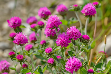 Fototapeta premium Gomphrena globosa from the family Amaranthaceae