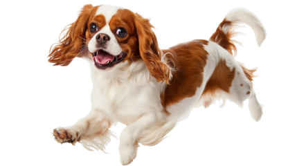 Full body shot of Cavalier King Charles Spaniel dog, running happily, smiling.
