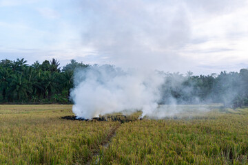 Farmer burning paddy straws after rice field harvesting. burning smoke of paddy rice field after harvesting season and causing air pollution