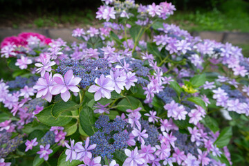 綺麗なアジサイ