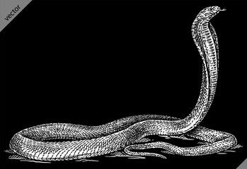 Vintage engraving isolated snake set illustration serpent ink sketch. Reptile asp background viper silhouette cobra art. Black and white hand drawn vector image
