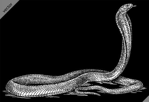 Vintage engraving isolated snake set illustration serpent ink sketch. Reptile asp background viper silhouette cobra art. Black and white hand drawn vector image