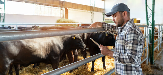Male farmer uses digital tablet in cattle ranch. Smart farming. Digital transformation in livestock...