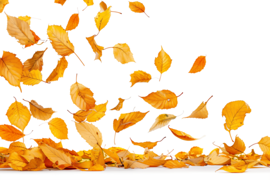 Photo of vibrant yellow and orange leaves falling on transparent background, png file. Fall season, autumn in nature, autumnal overlay