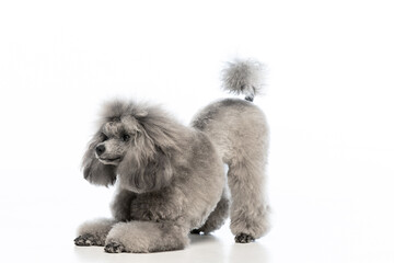 gray miniature poodle on a uniform background