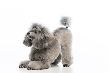 gray miniature poodle on a uniform background