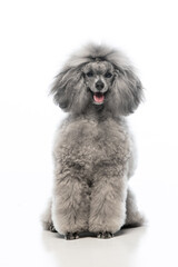 gray miniature poodle on a uniform background