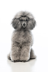 gray miniature poodle on a uniform background