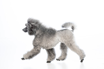 gray miniature poodle on a uniform background
