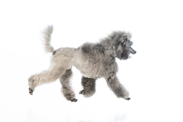 gray miniature poodle on a uniform background