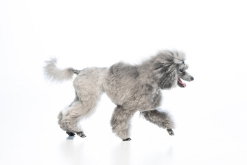 gray miniature poodle on a uniform background