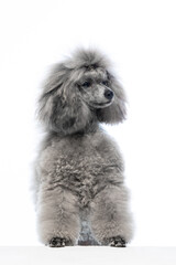 gray miniature poodle on a uniform background