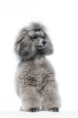 gray miniature poodle on a uniform background