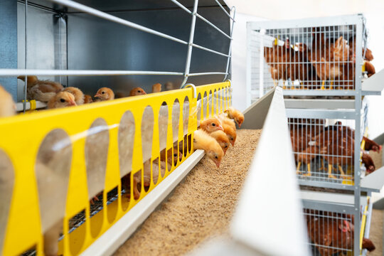 Raising hens for egg production. ISA Brown baby chickens in a cage at a poultry farm. 