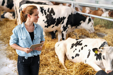Modern female livestock rancher conducts an indoor inspection of her cattle, using a digital tablet...