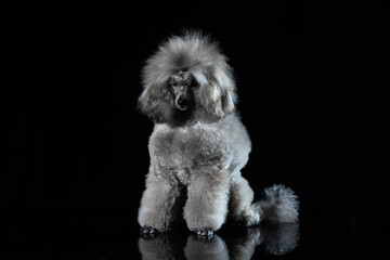 gray miniature poodle on a uniform background
