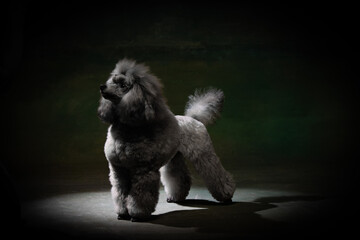 gray miniature poodle on a uniform background