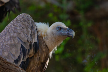 portrait of a vulture close up	