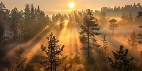 Obraz premium Sunbeams Through a Misty Forest
